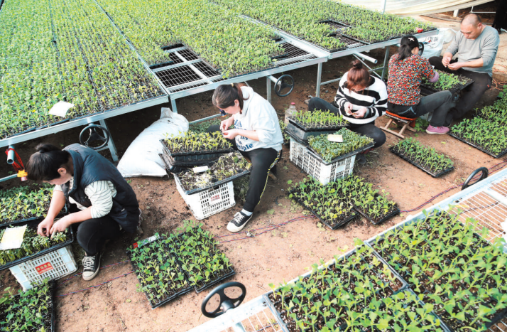 淮北：育苗正当时